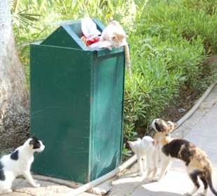 Katzen im Botanischen Garten