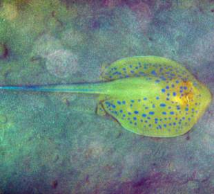 Hausriff Iberotel Coraya Beach