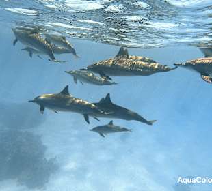 Schnorcheln Abu Dabbab