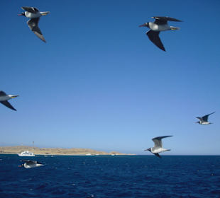 Unsere treuen Begleiter