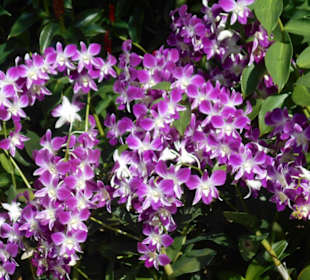 Orchideengarten