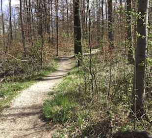Waldsportpfad im Wasenwald