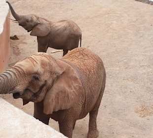 Elefanten fütten, genial