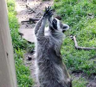 Ein bettelnder Waschbär