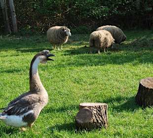 Zwierzęta w zagrodach