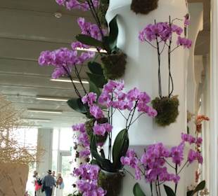 Tolle Orchideen