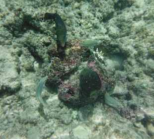 Hausriff, rechts von der Marina