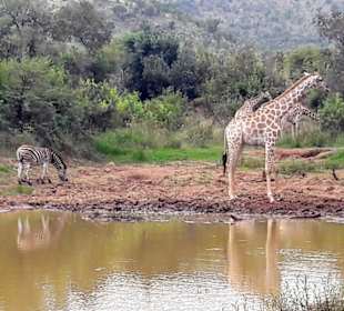 Auf Tout an einem Wasserloch