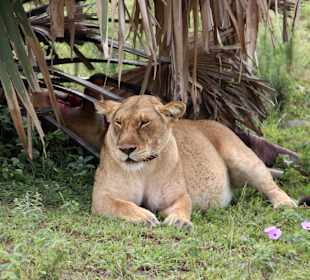 Murchison Falls