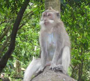 Monkey Forest