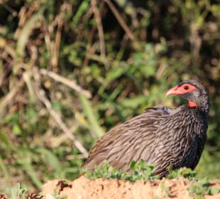 Francolin