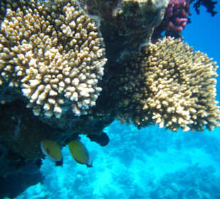 Rafa przy hotelowej plaży