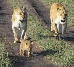 Löwenmutter mit Kind