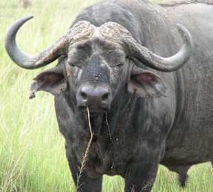 Büffel