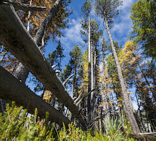Bäume im Schweizerischen Nationalpark