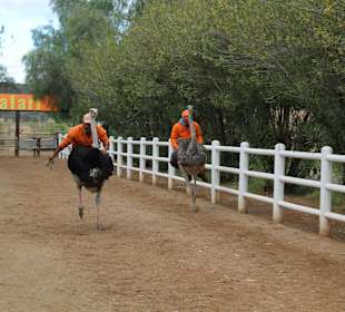 Straußenfarm