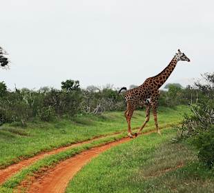 Tsavo Ost Nationalpark