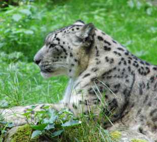 Wildparkimpressionen