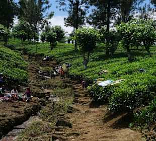 Teepflückerinnen bei der Pause