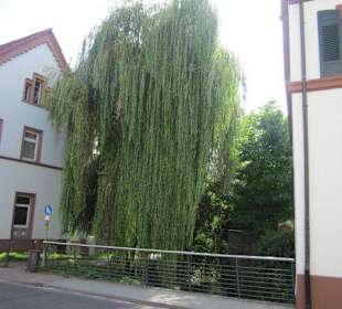 Bei der Festung, die Queich