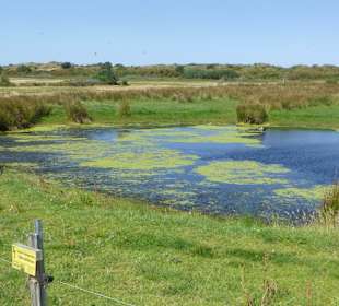 Langeoog - nicht Afrika!