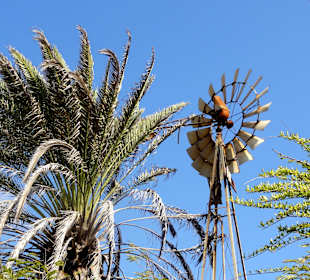 Impressionen vom Rundgang durch den Kräutergarten
