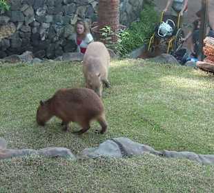 Loro Parc, Gran Canaria