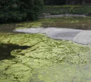 Millerntorspeier - Große Wallanlagen