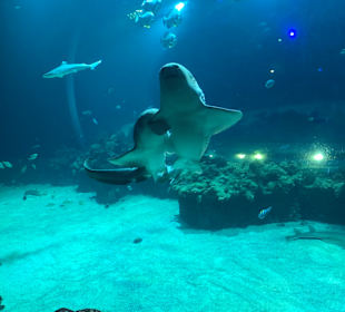 Aquarium hagenbeck 