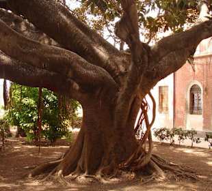 L'Arbre d'Ortigia