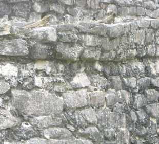 Leguane beim Sonnenbad auf der Mauer