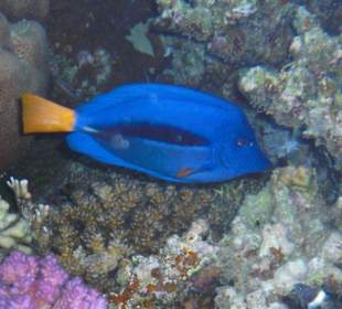 Unterwasserwelt Lahami Bay