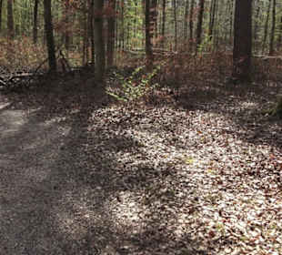 Waldsportpfad im Wasenwald