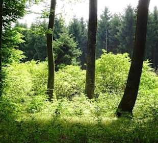 Wanderung durch die Kleine Luxemburger Schweiz