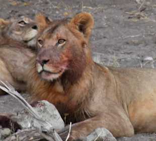 Im Chobe Nationalpark