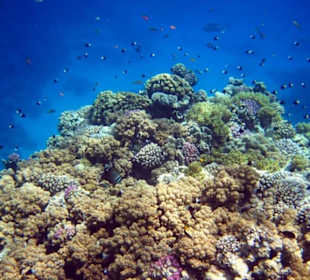 Schnorcheln Hausriff Gorgonia Beach