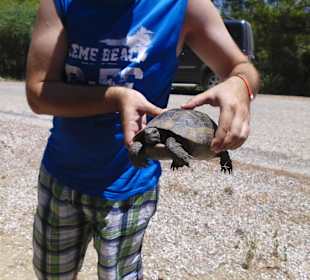 Schildkröte bei der Jeep Safari