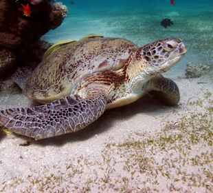 Unter Wasser kurz vor Marsa Mubarak