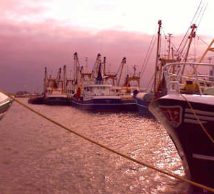 Hafen in Oudeschild