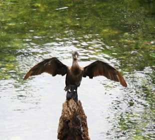 Ente