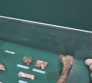 Staatliches Naturkunde Museum