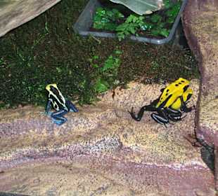 Schmetterlingshaus Jonsdorf