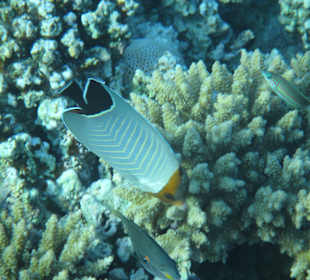 Hausriff Arabia Azur Resort