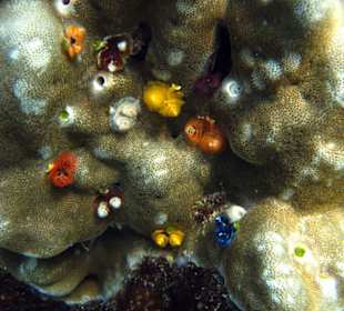 Weihnachtswürmer Hausriff Lahami