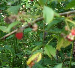 Parcul Natural Apuseni