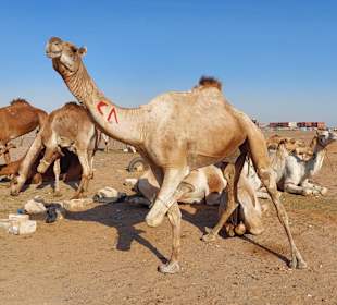 Kamelmarkt El Shalateen