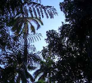 mehr Palmen...