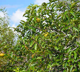 Everglades Apfelbaum