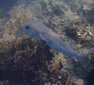 Schnorcheln Marsa Alam