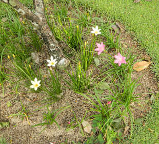 Blumen